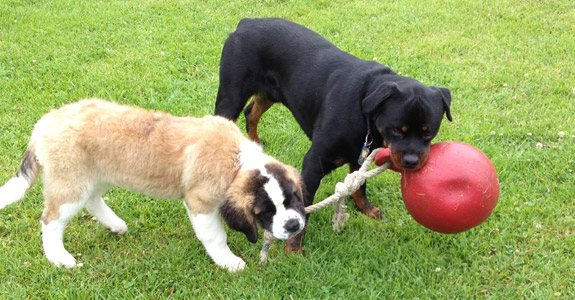 Doggy Daycare